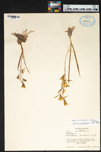 Encyclia bractescens image