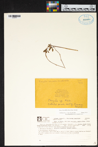 Encyclia calderoniae image