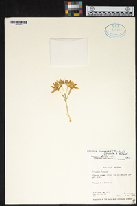 Prosthechea madrensis image