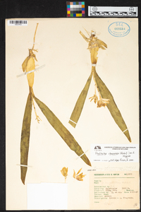 Prosthechea ionophlebia image