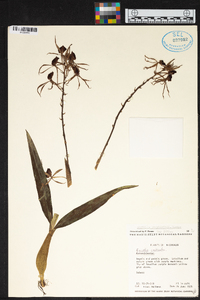 Prosthechea cochleata image