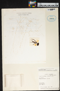 Prosthechea cochleata image