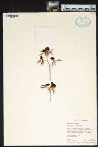 Prosthechea cochleata image