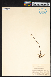 Prosthechea cochleata image