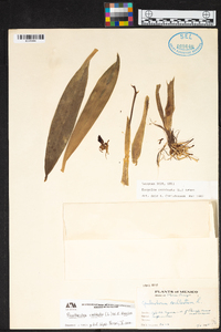 Prosthechea cochleata image