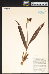 Prosthechea cochleata image