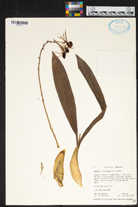 Prosthechea cochleata image