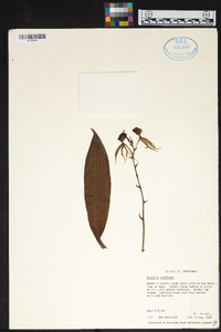 Prosthechea cochleata image