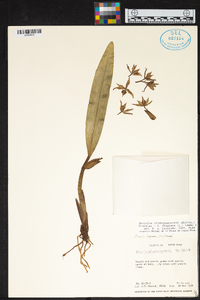 Prosthechea chimborazoensis image