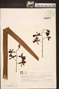 Encyclia gracilis image