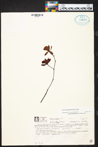 Encyclia gracilis image