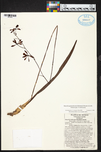 Encyclia guatemalensis image