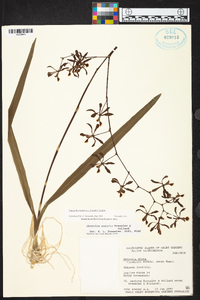 Encyclia aenicta image