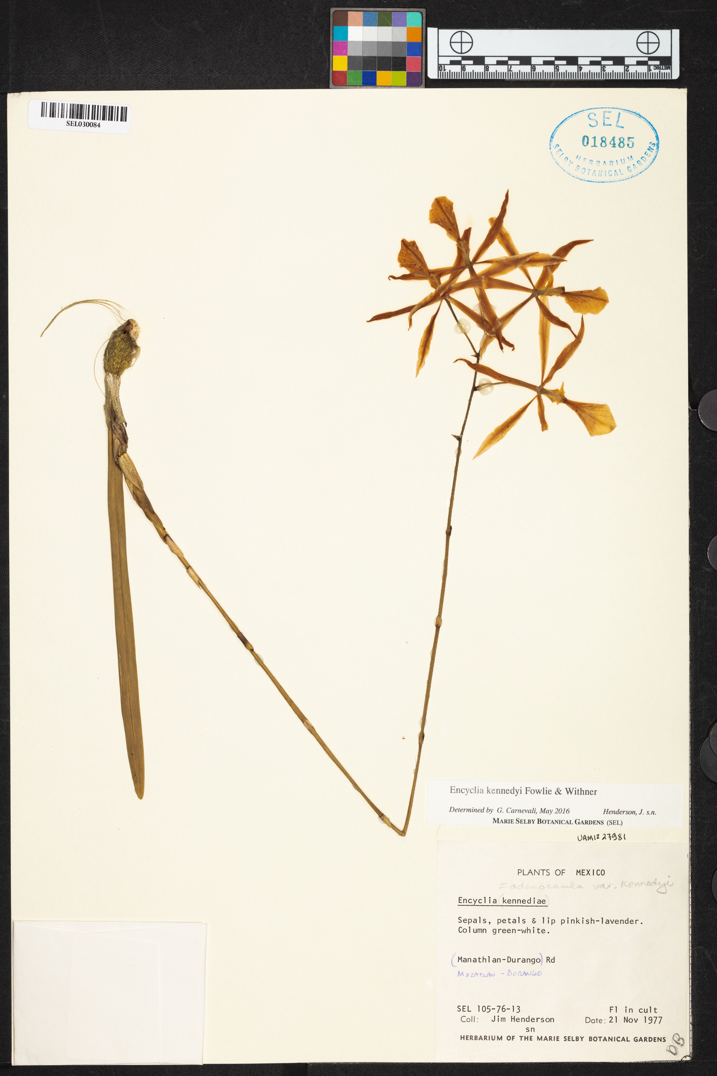 Encyclia kennedyi image