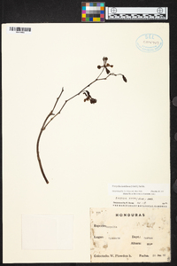 Encyclia diota image