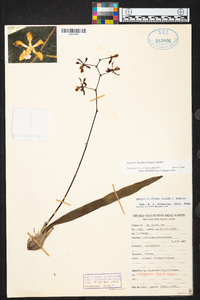 Encyclia diota image