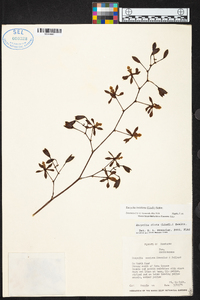 Encyclia diota image