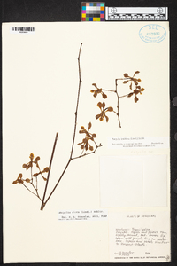 Encyclia diota image