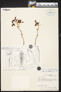 Encyclia mooreana image