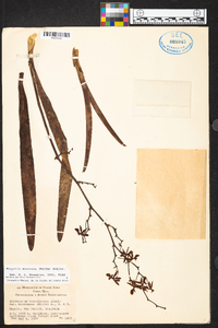 Encyclia mooreana image