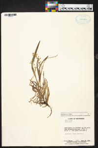 Prosthechea ochracea image