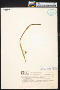 Prosthechea ochracea image