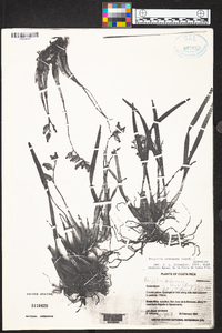 Prosthechea ochracea image