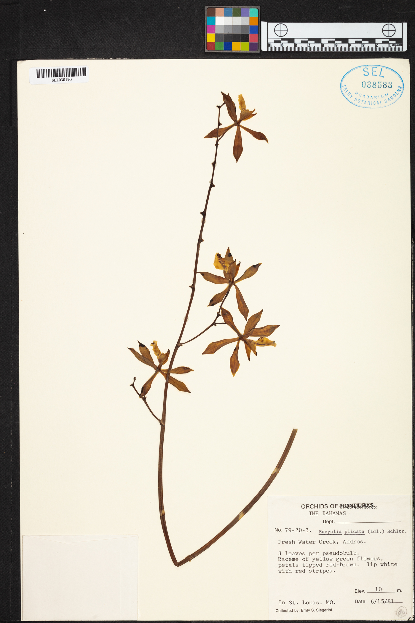 Encyclia plicata image