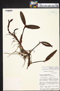 Prosthechea pseudopygmaea image