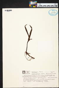 Prosthechea pseudopygmaea image