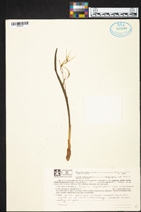 Prosthechea rhynchophora image