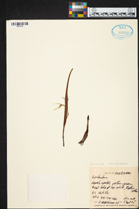 Prosthechea rhynchophora image