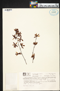 Encyclia rufa image