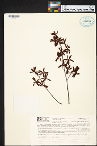 Encyclia rufa image