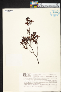 Encyclia rufa image