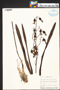 Encyclia rufa image