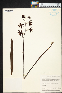 Encyclia rufa image