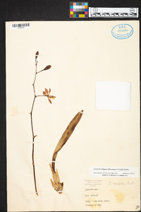 Encyclia selligera image