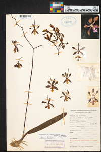 Encyclia selligera image