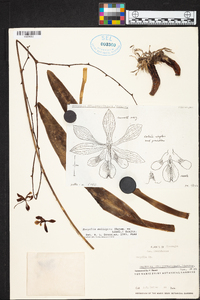 Encyclia selligera image