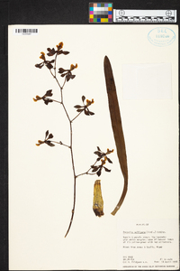 Encyclia selligera image