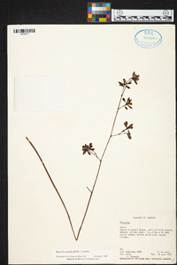 Encyclia spatella image