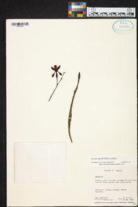 Encyclia spatella image