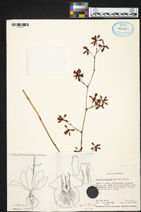 Encyclia spatella image