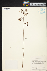 Encyclia spatella image