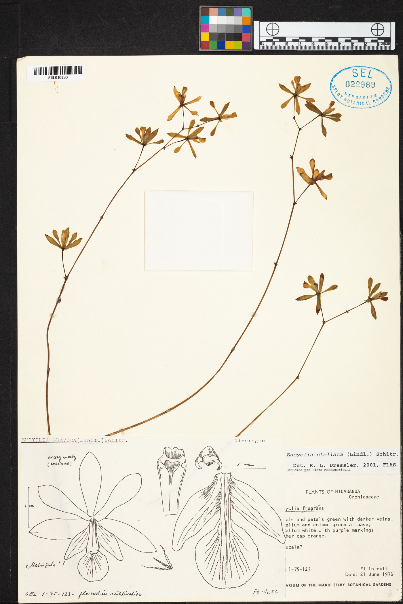 Encyclia stellata image