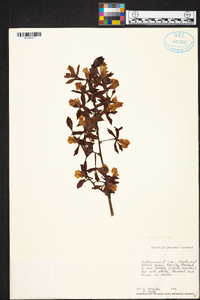 Encyclia phoenicea image