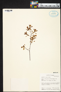 Encyclia aspera image