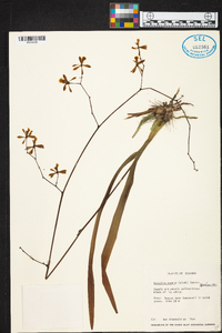 Encyclia aspera image