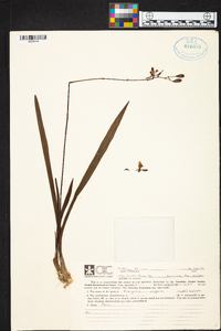 Encyclia aspera image